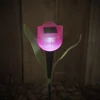 Garden of Eden 11703 LED-es szolár tulipánlámpa